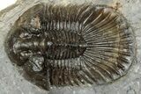 Detailed Scabriscutellum Trilobite - Morocco #359136-1